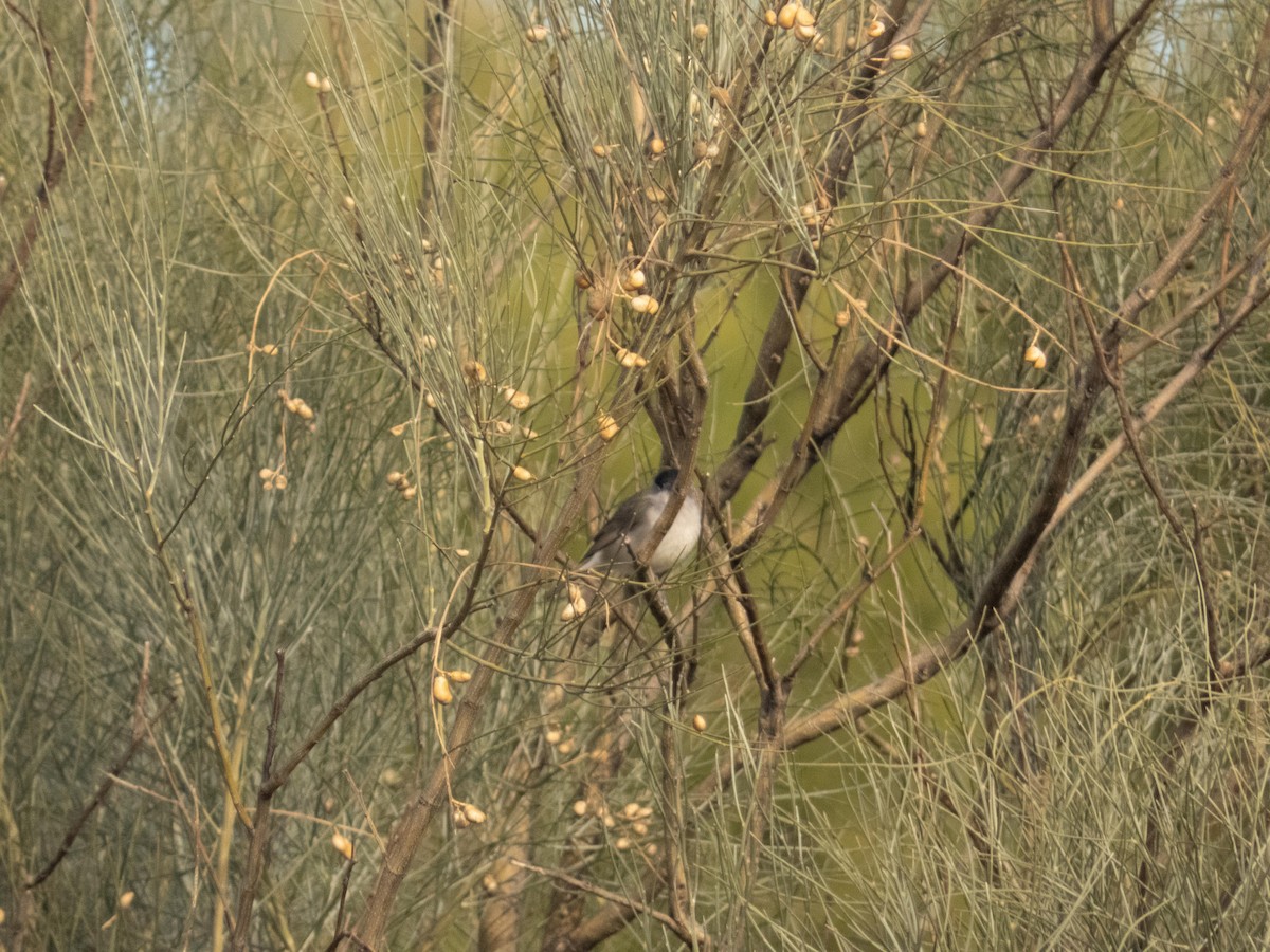 pěnice černohlavá - ML646193265