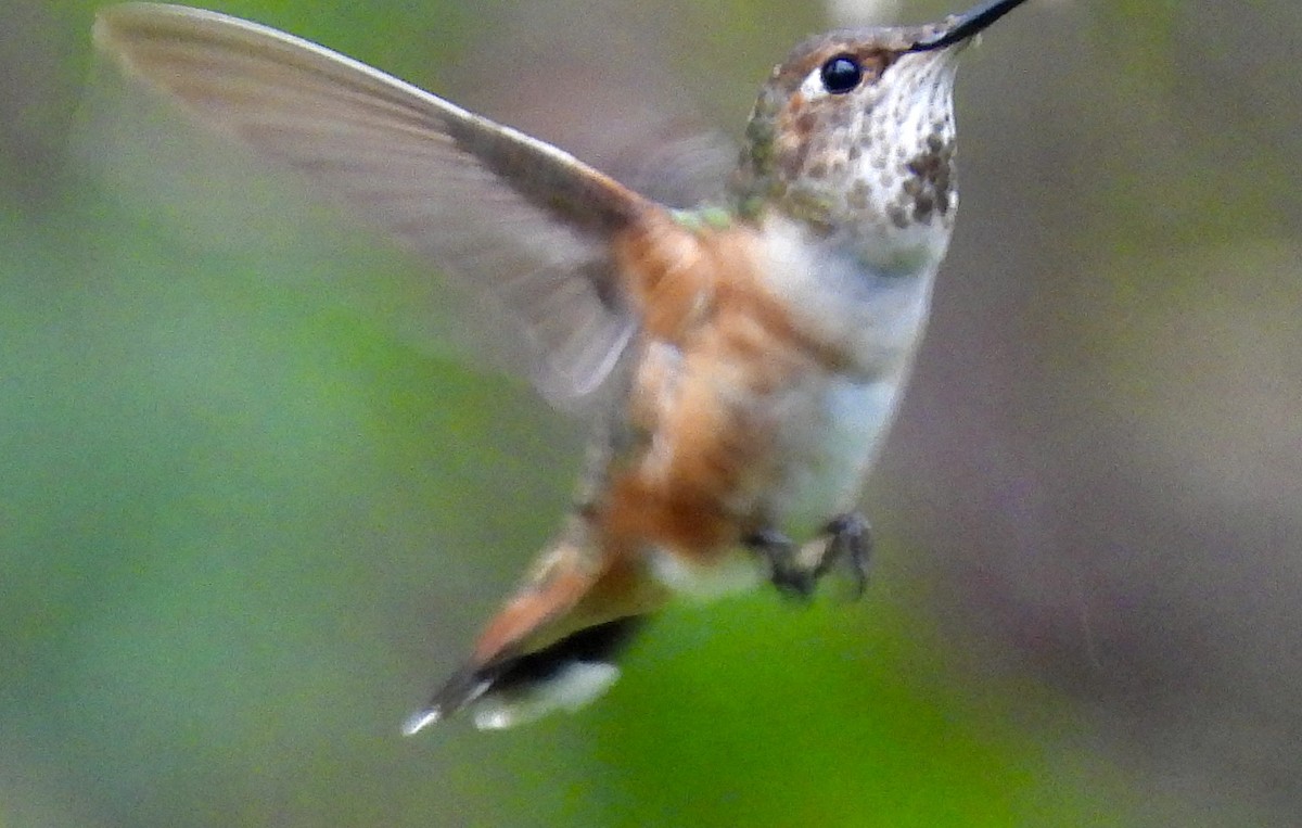 Rufous Hummingbird - ML646193266