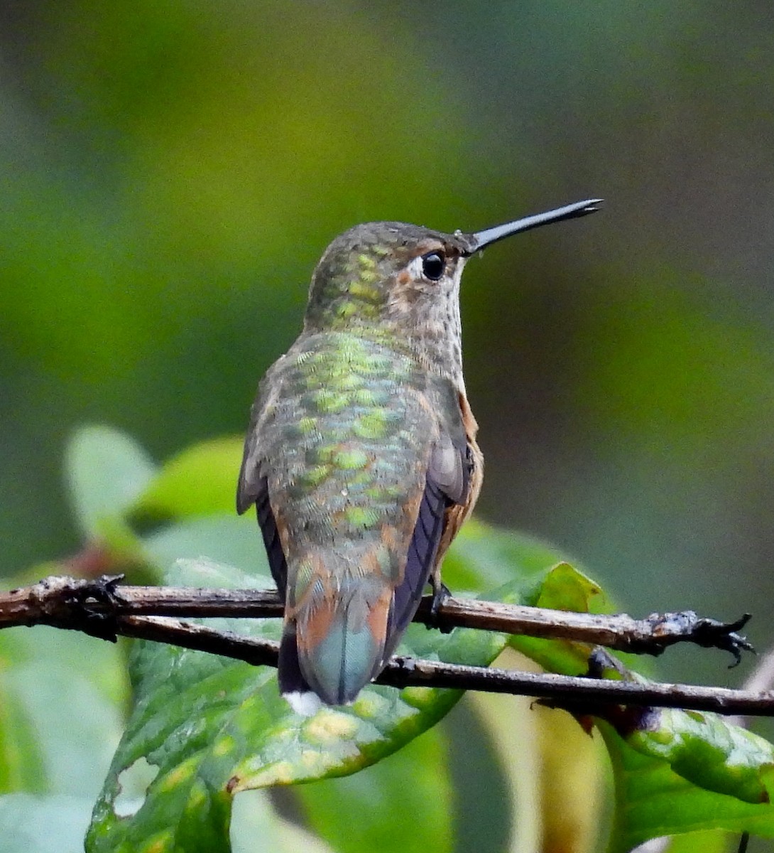 Rufous Hummingbird - ML646193267