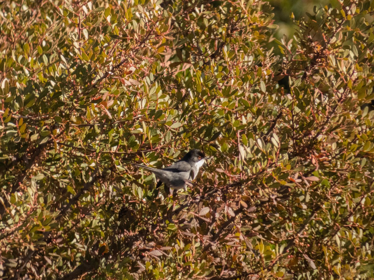 pěnice bělohrdlá - ML646193272