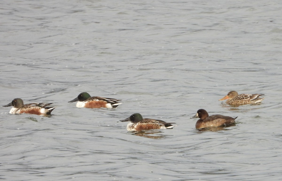 Морская чернеть - ML646193275