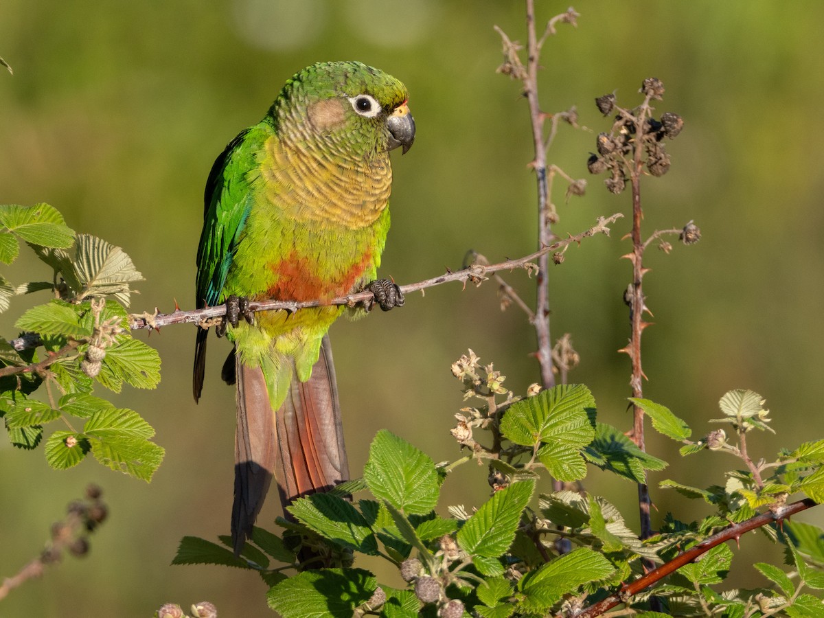 Maroon-bellied Parakeet - ML646193276