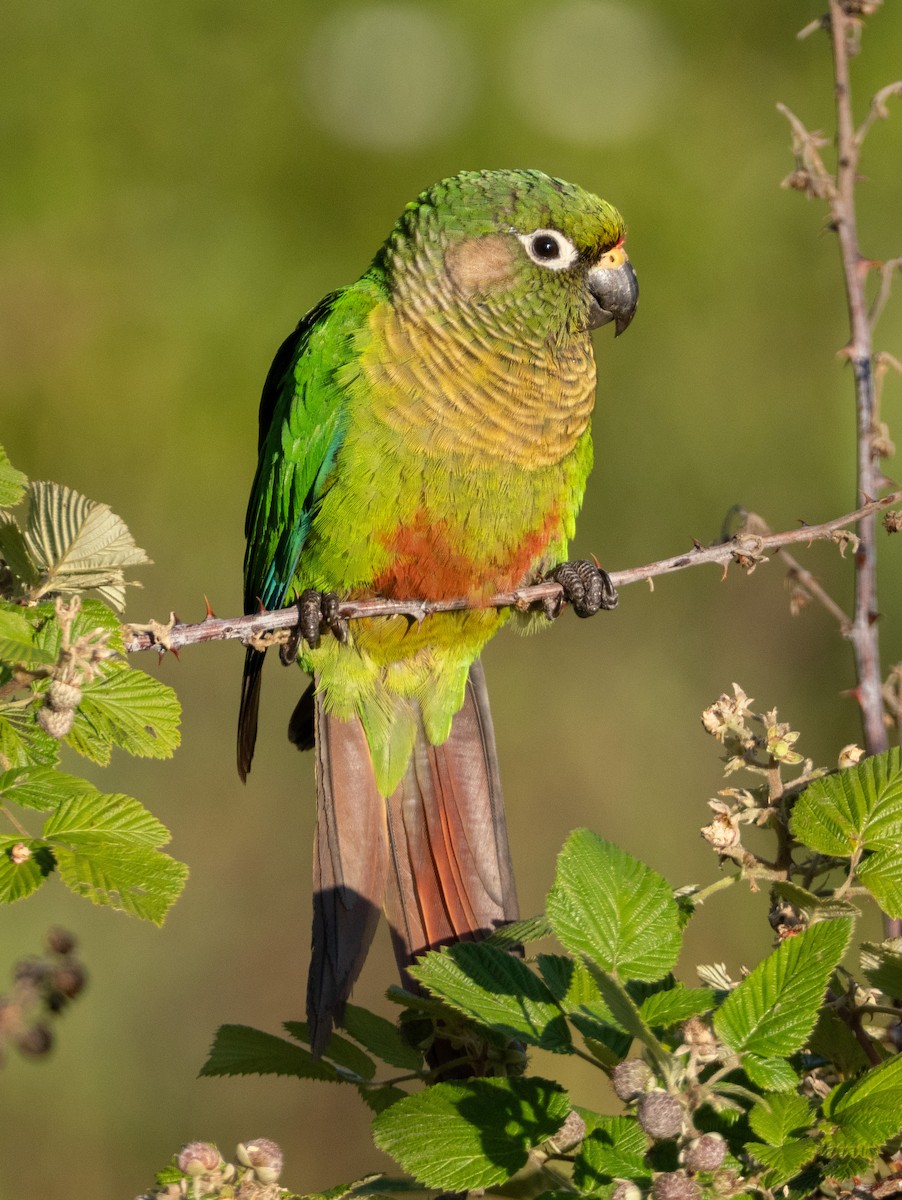 Maroon-bellied Parakeet - ML646193277