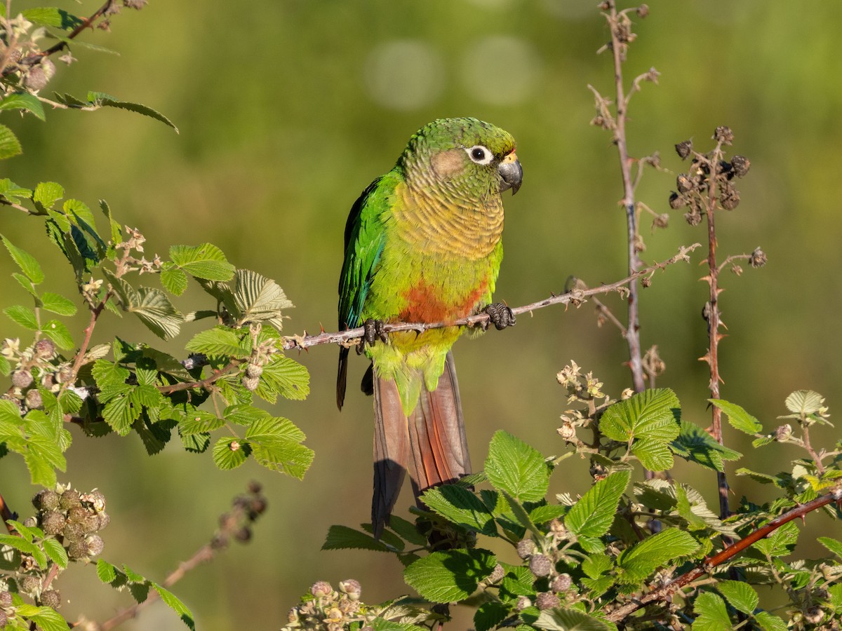 Maroon-bellied Parakeet - ML646193278