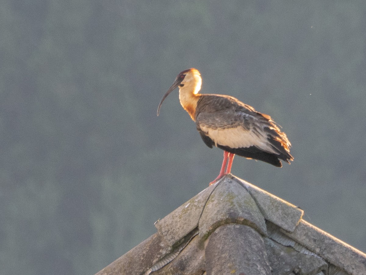 Buff-necked Ibis - ML646193287
