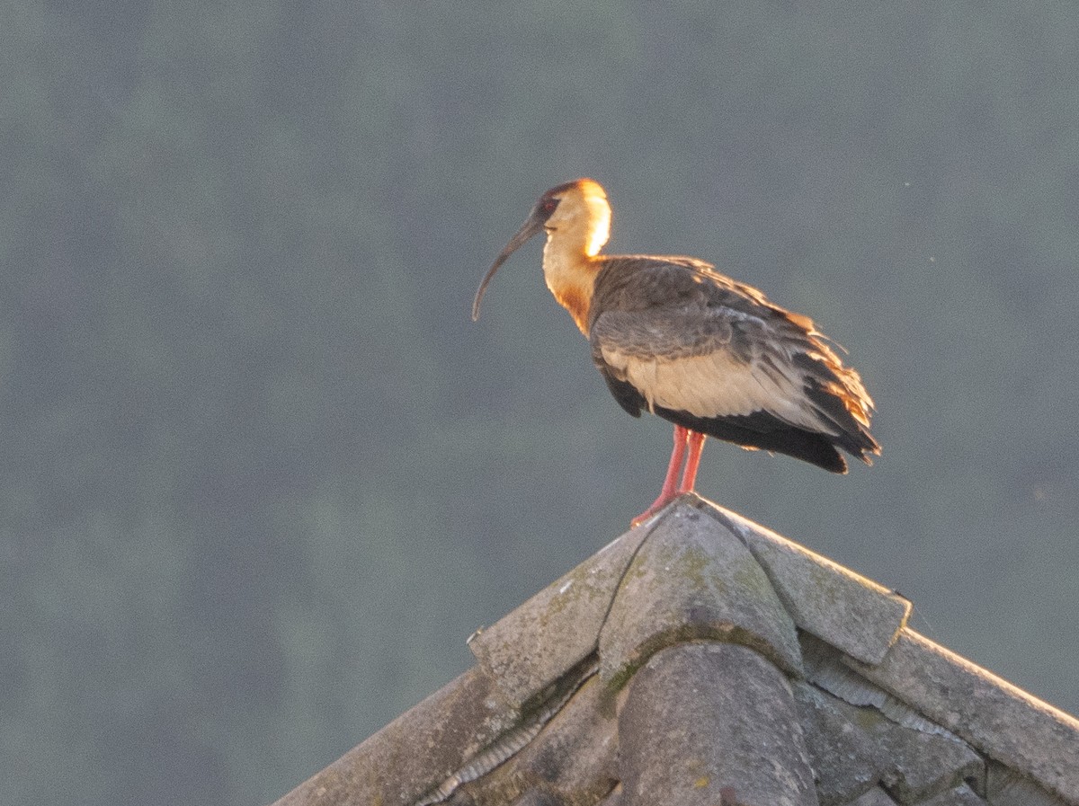 Buff-necked Ibis - ML646193288