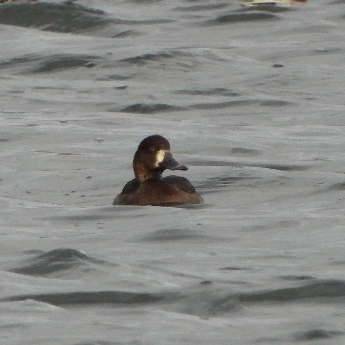 Морская чернеть - ML646193290