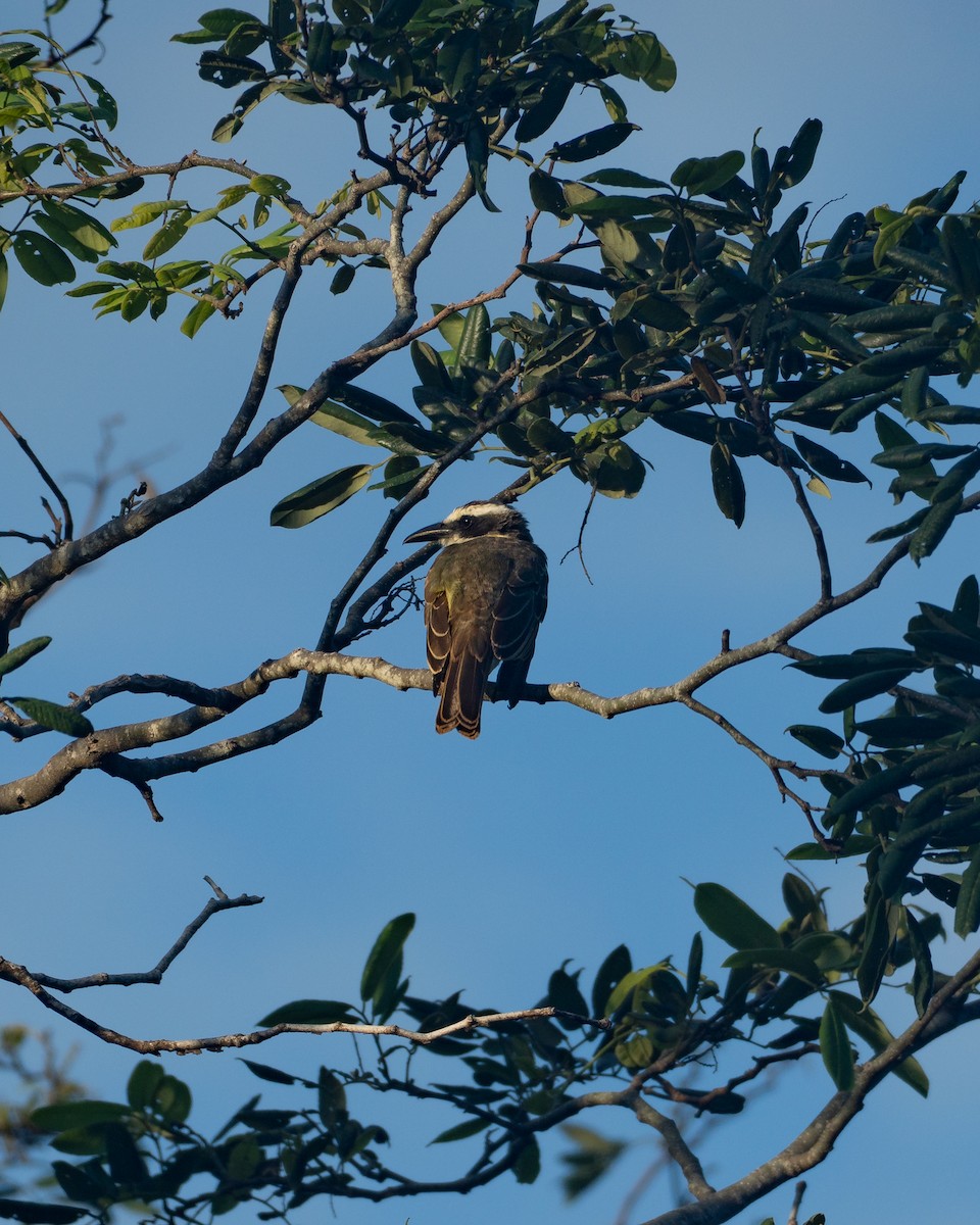 オオハシタイランチョウ - ML646193293