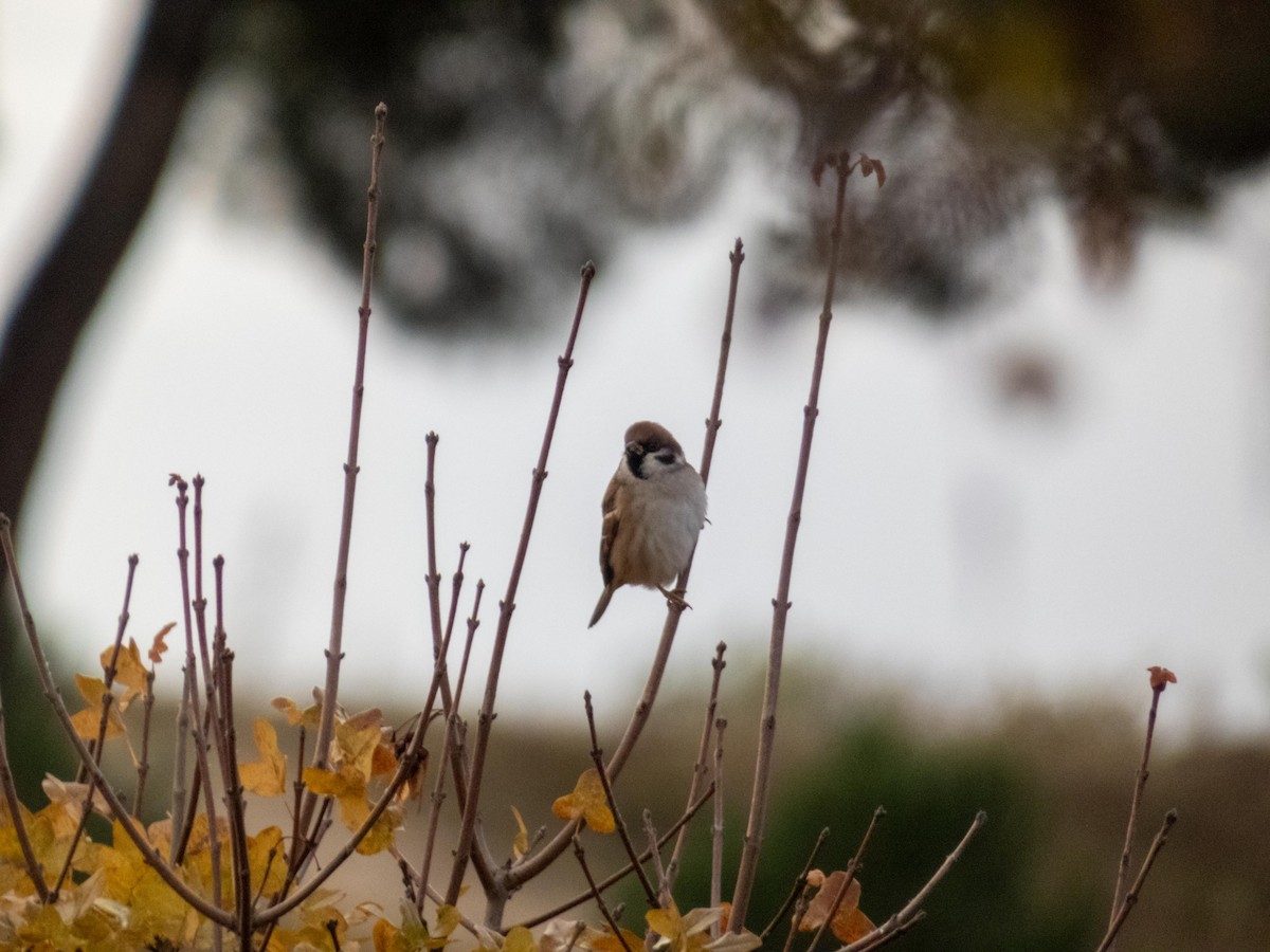 vrabec polní - ML646193299