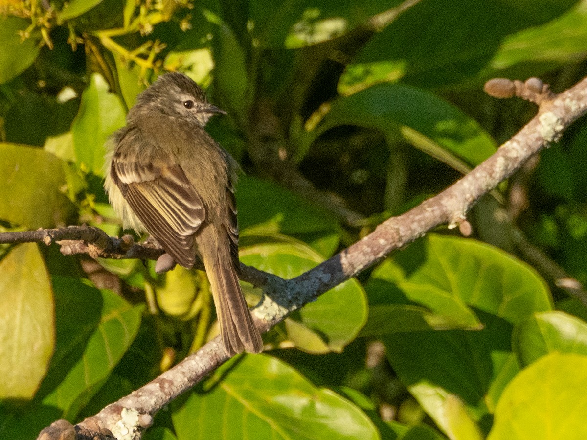 Planalto Tyrannulet - ML646193301