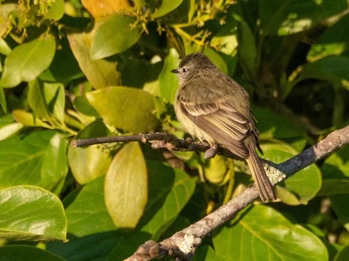 Planalto Tyrannulet - ML646193302