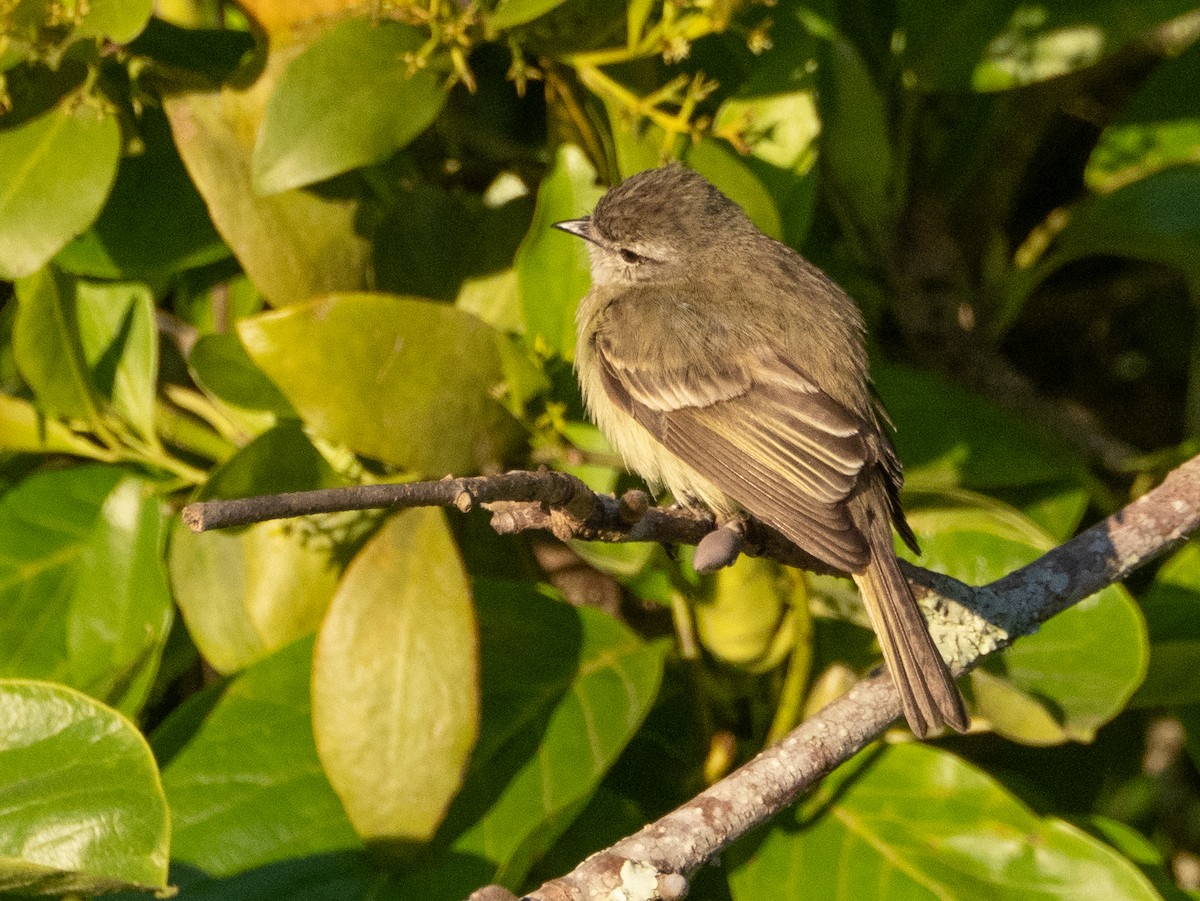 Planalto Tyrannulet - ML646193303