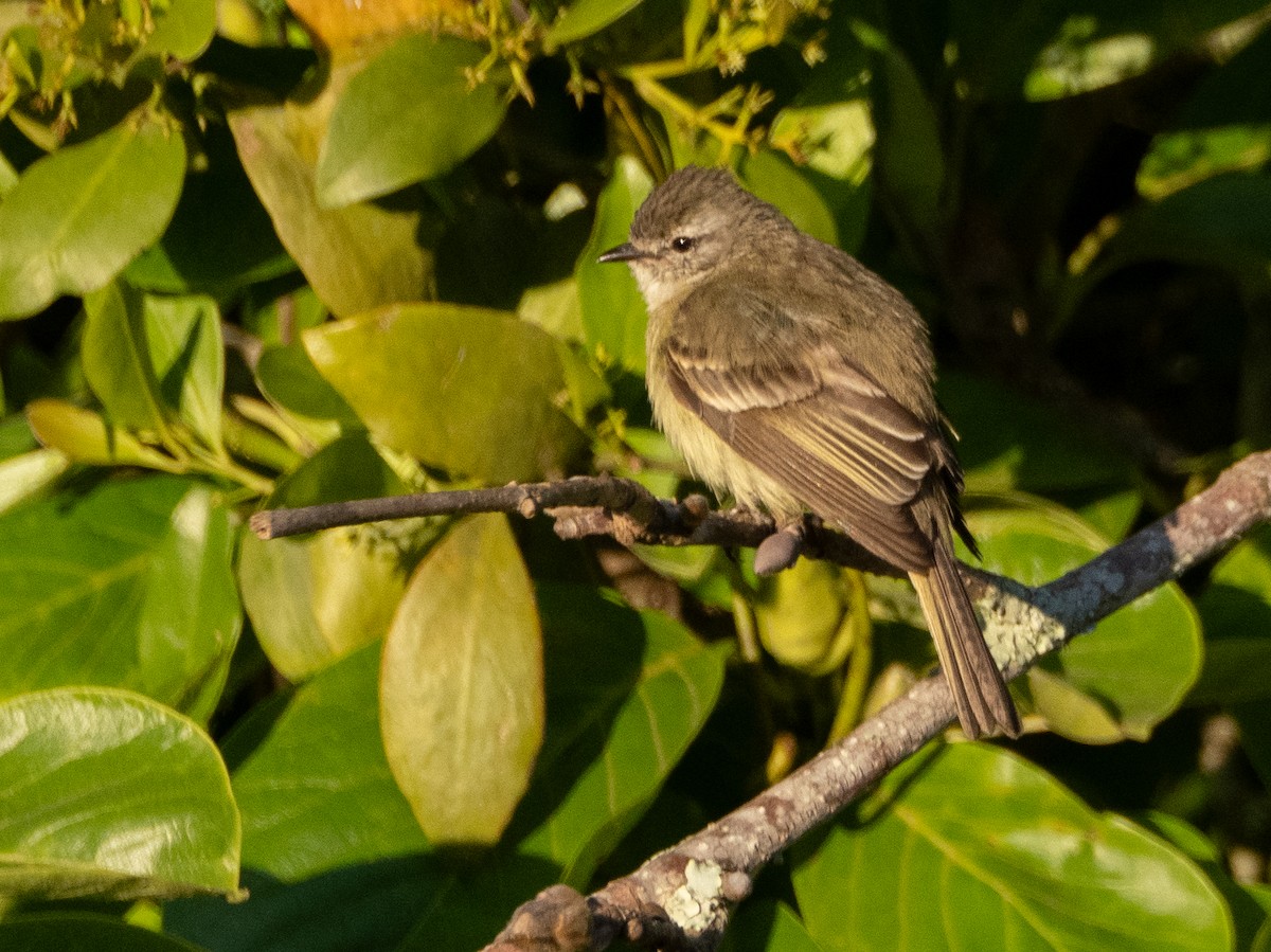 Planalto Tyrannulet - ML646193304