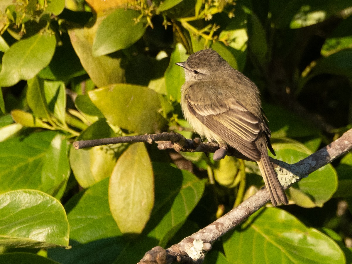Planalto Tyrannulet - ML646193305