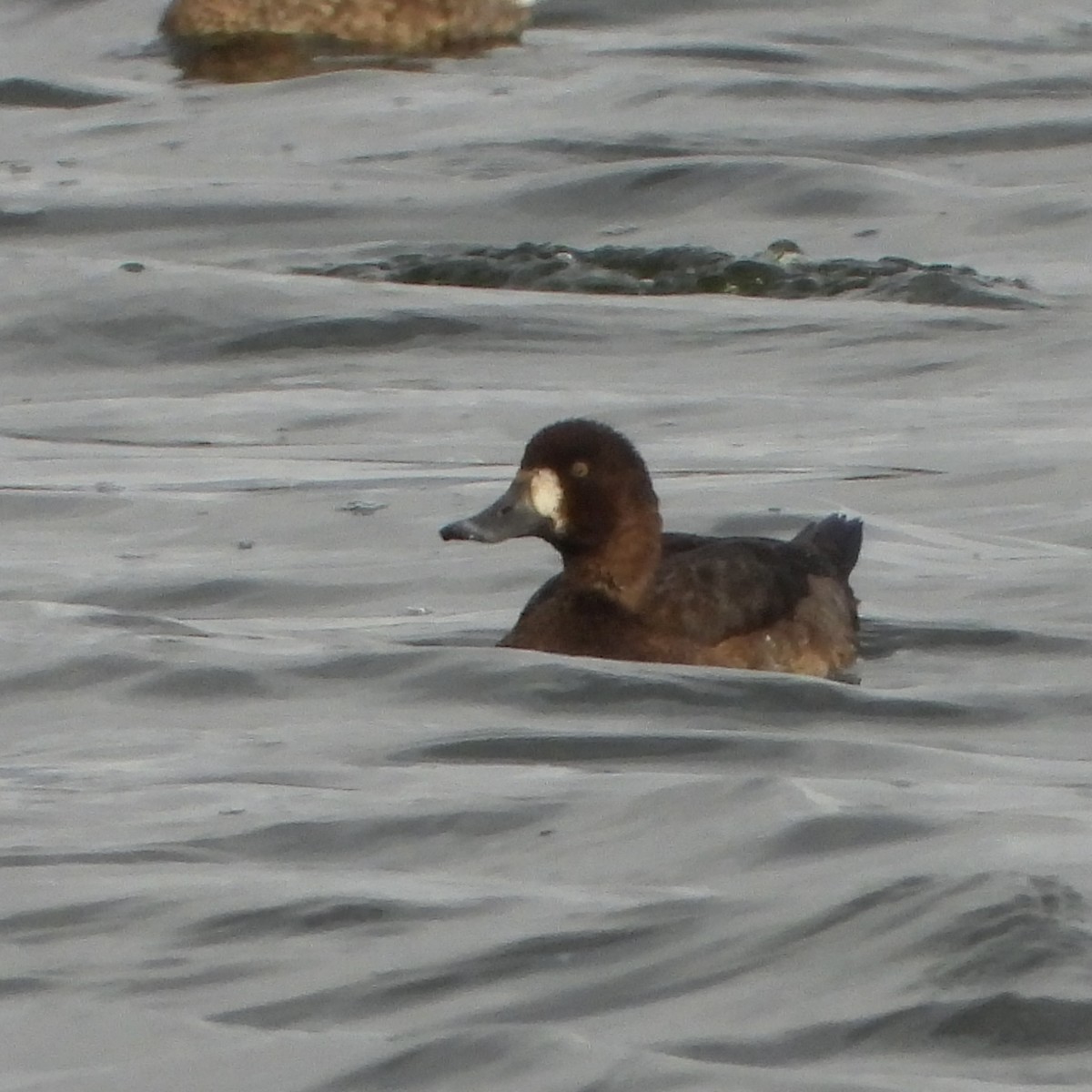 Морская чернеть - ML646193310