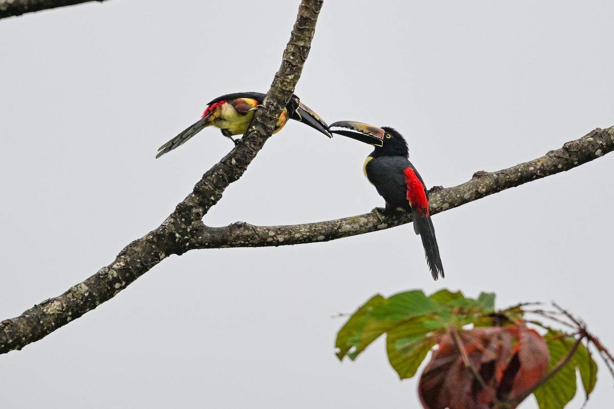 Collared Aracari - ML646193323