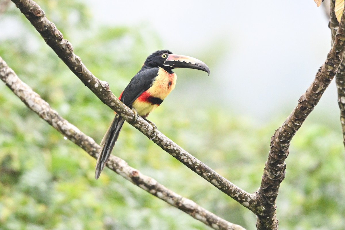 Collared Aracari - ML646193324