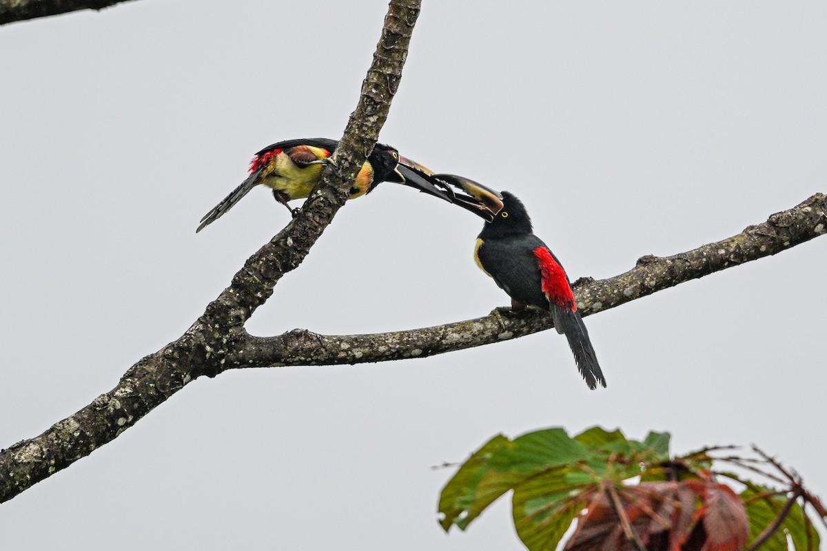 Collared Aracari - ML646193325