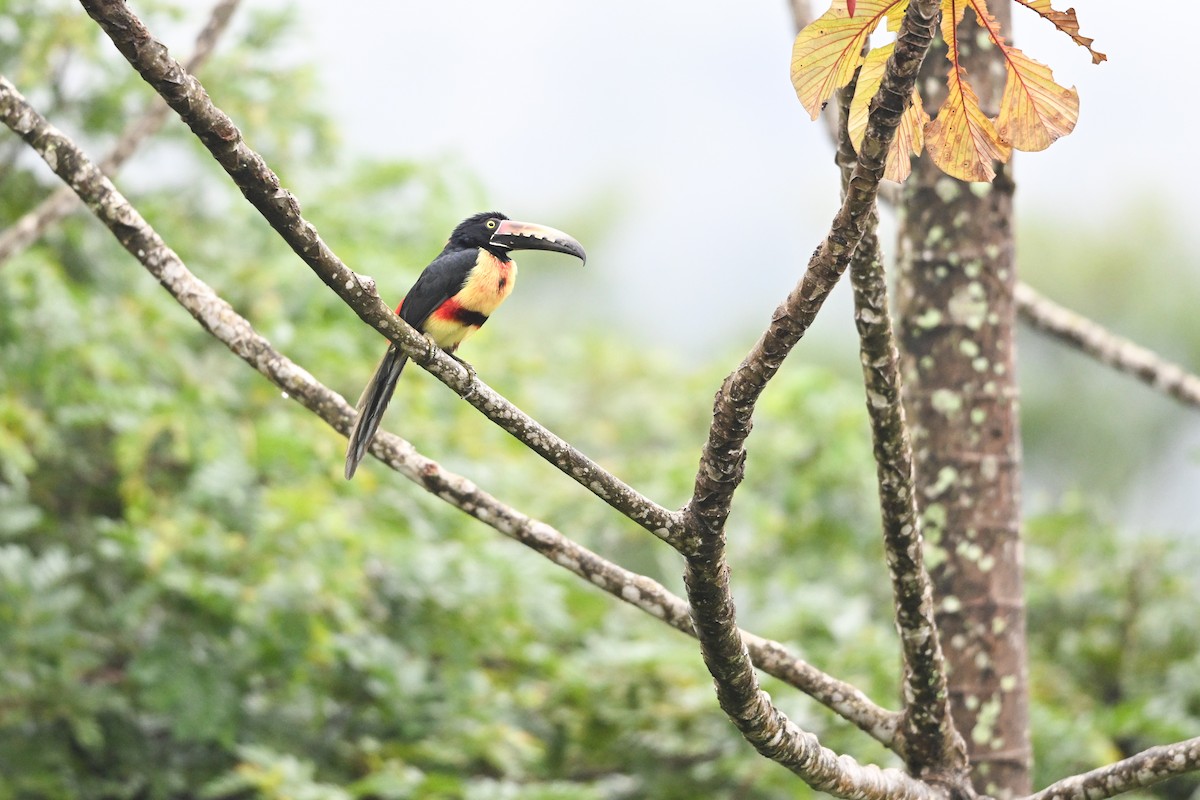 Collared Aracari - ML646193326