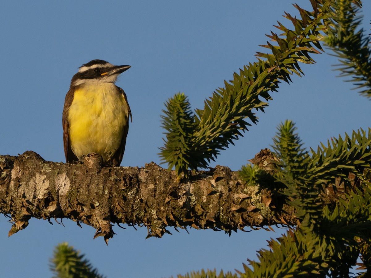 Great Kiskadee - ML646193329