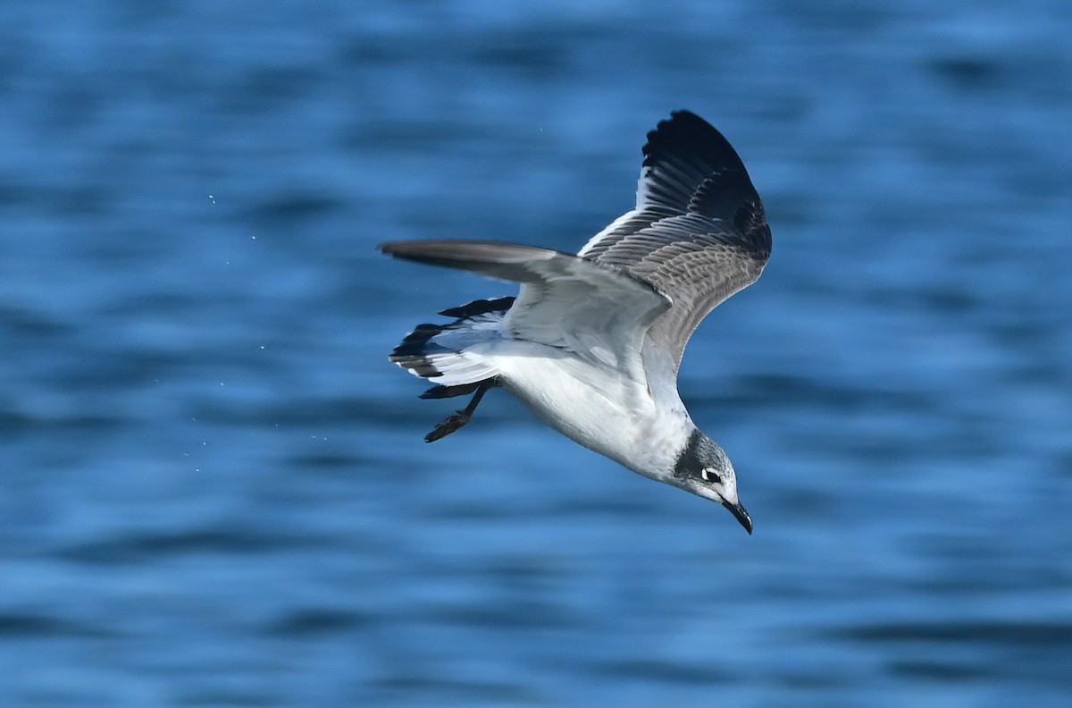 Franklin's Gull - ML646193337
