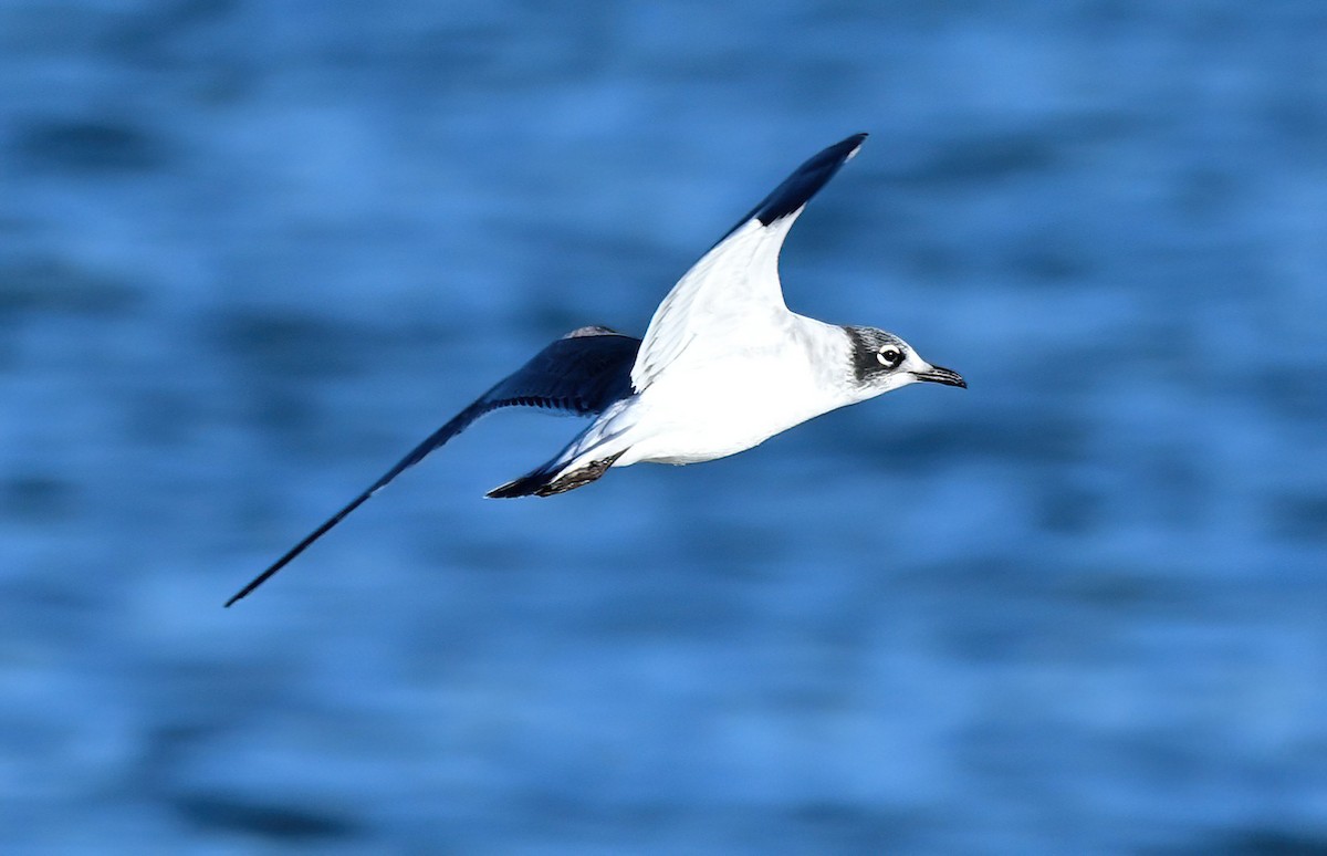 Franklin's Gull - ML646193338