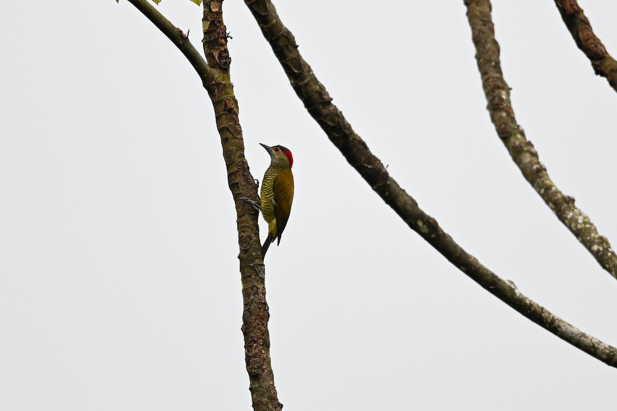Golden-olive Woodpecker - ML646193342