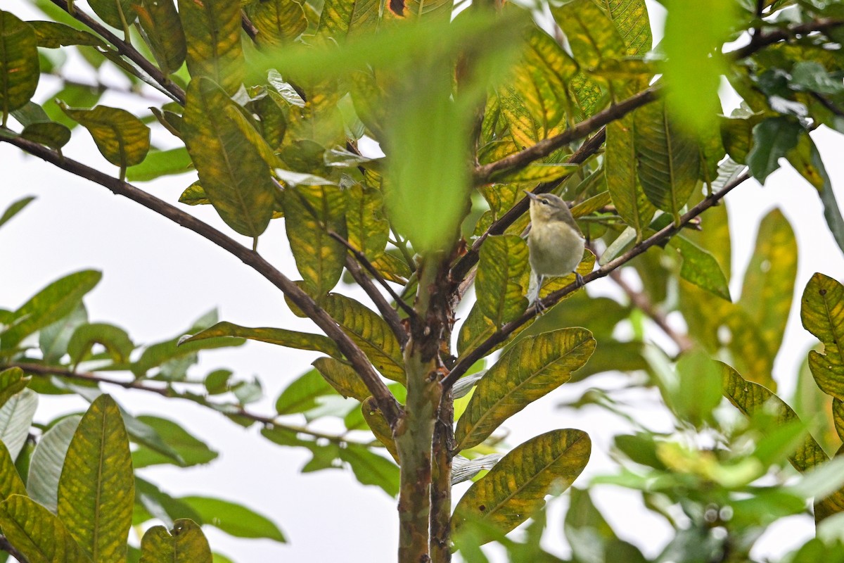 Golden-olive Woodpecker - ML646193343