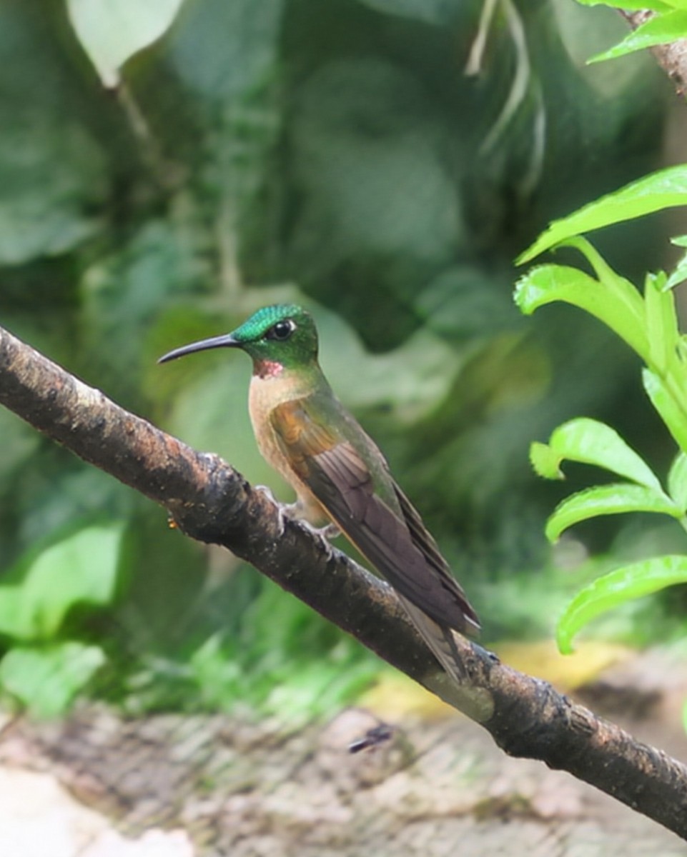 Füme Rengi Pırıltı - ML646193350