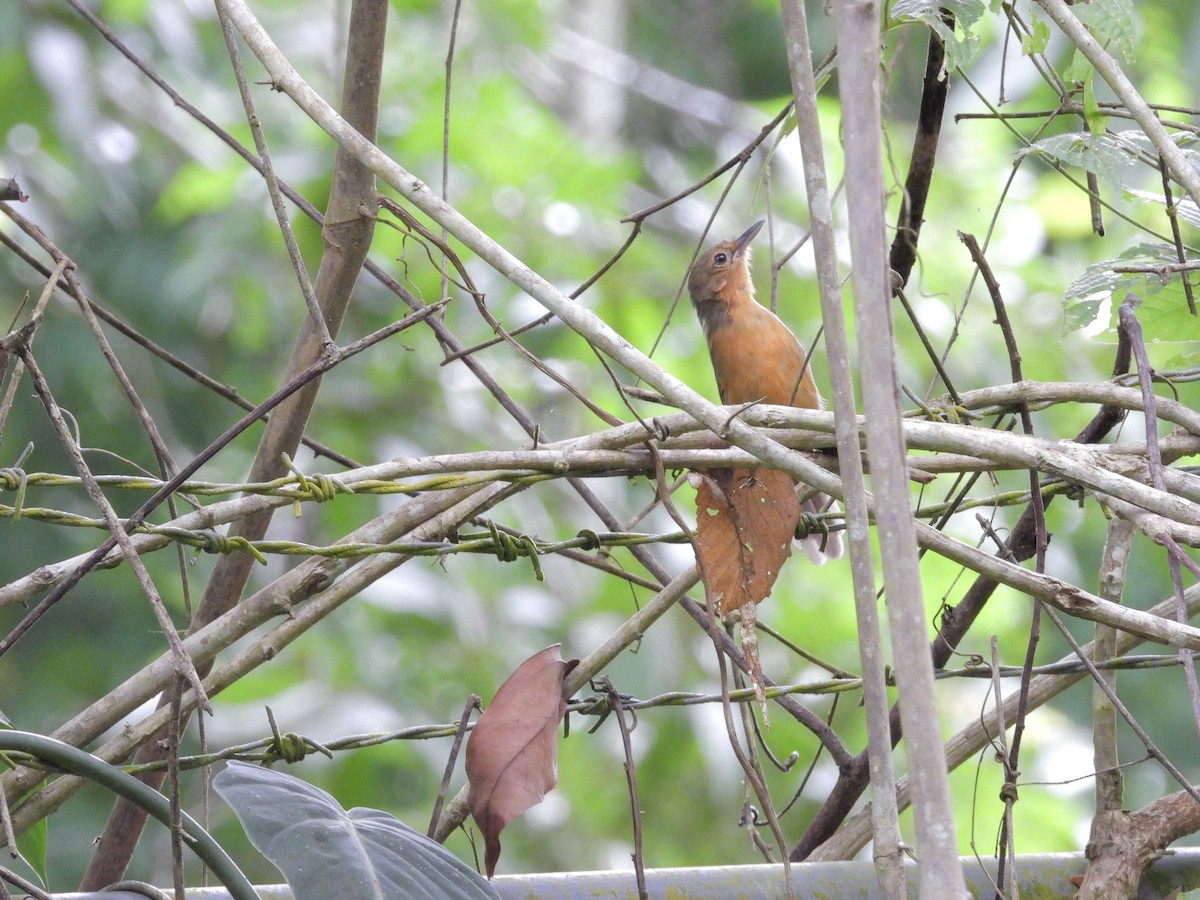 Grauameisenfänger - ML646193356