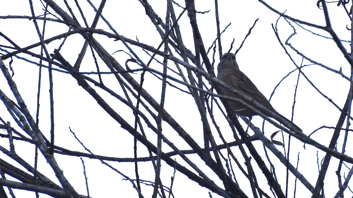 Цагаан хөмсөгт хөмрөг - ML646193362