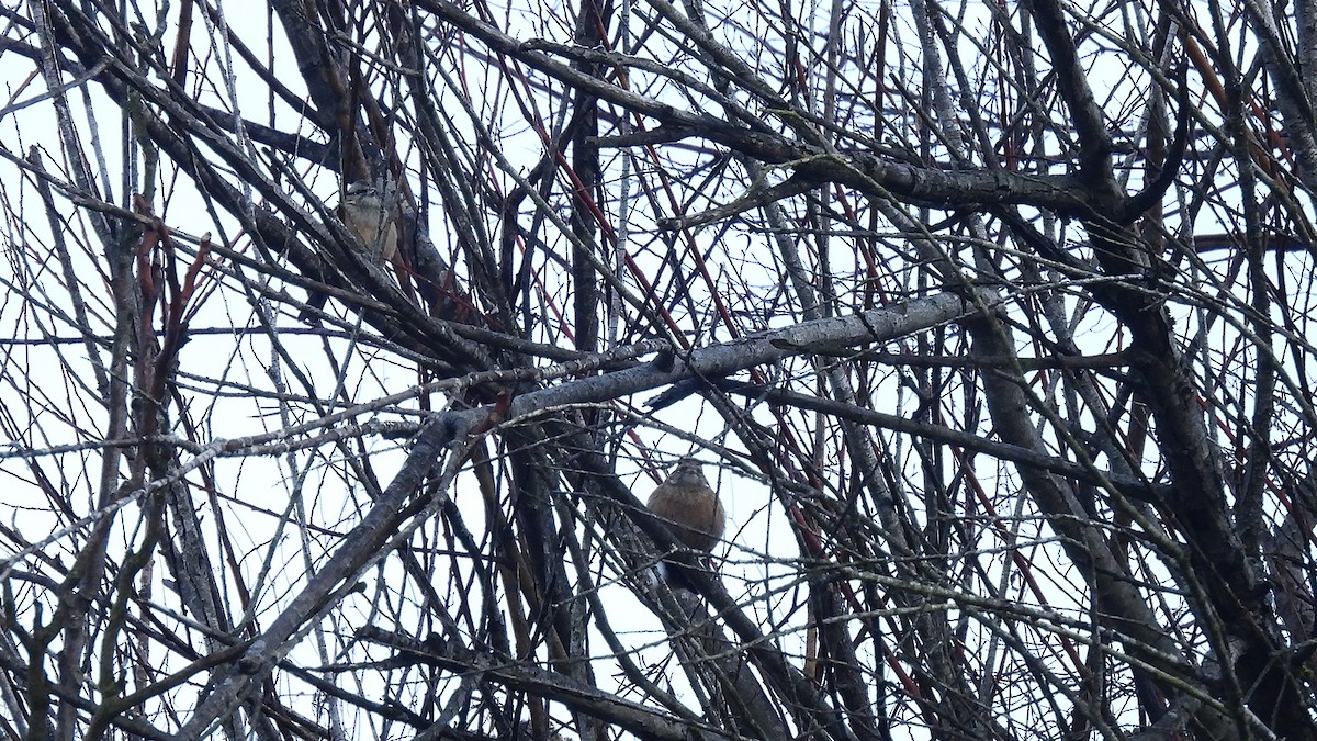 Цагаан хөмсөгт хөмрөг - ML646193367