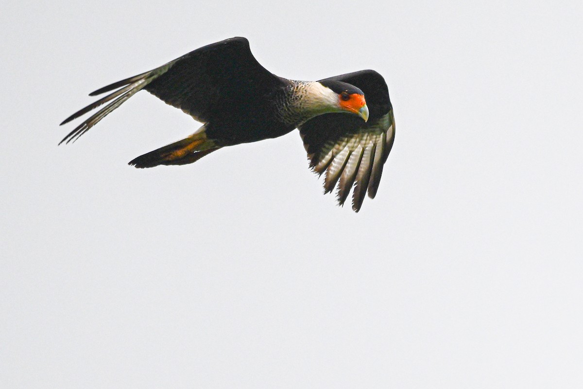 Crested Caracara - ML646193372