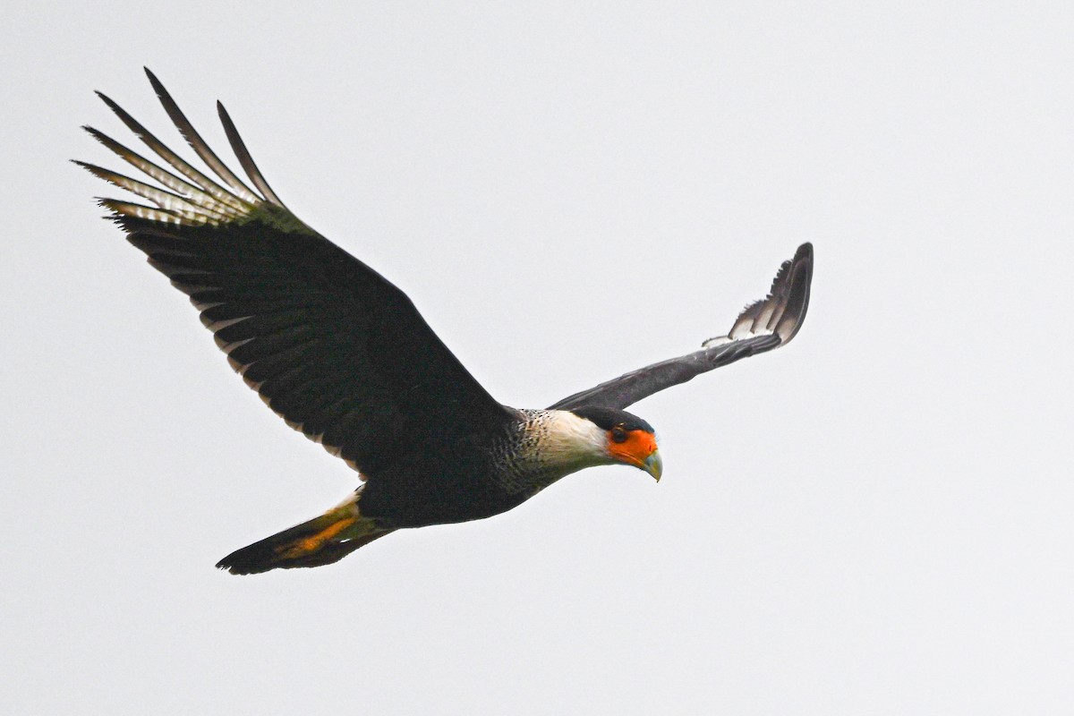 Crested Caracara - ML646193373