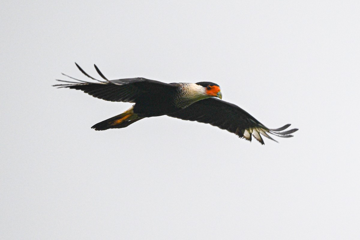 Crested Caracara - ML646193374