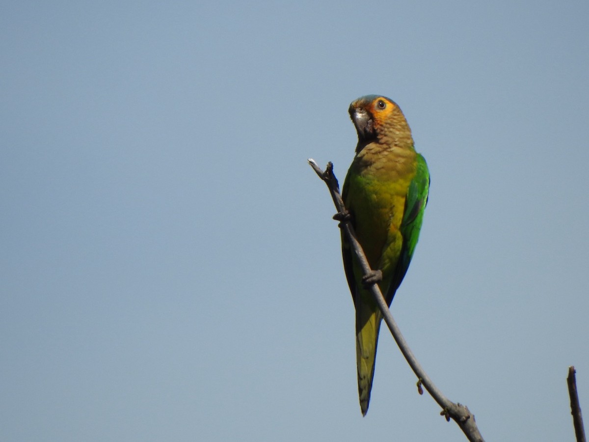 Brown-throated Parakeet - ML646193377