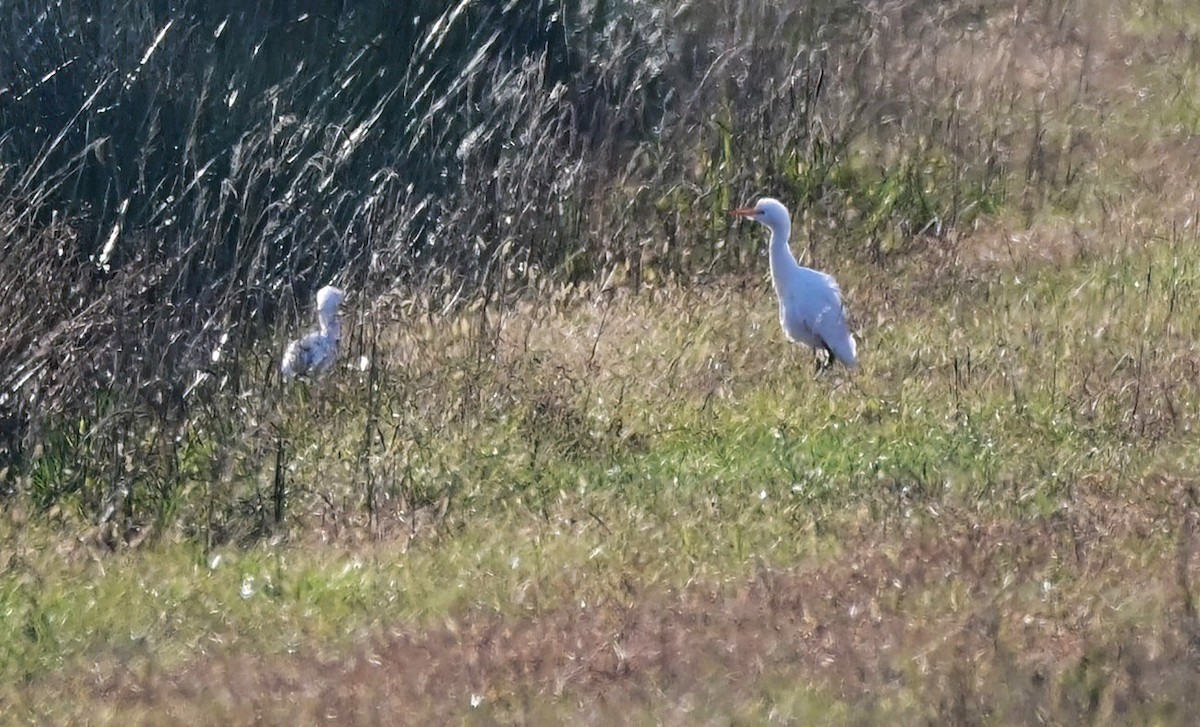 Western Cattle-Egret - ML646193382