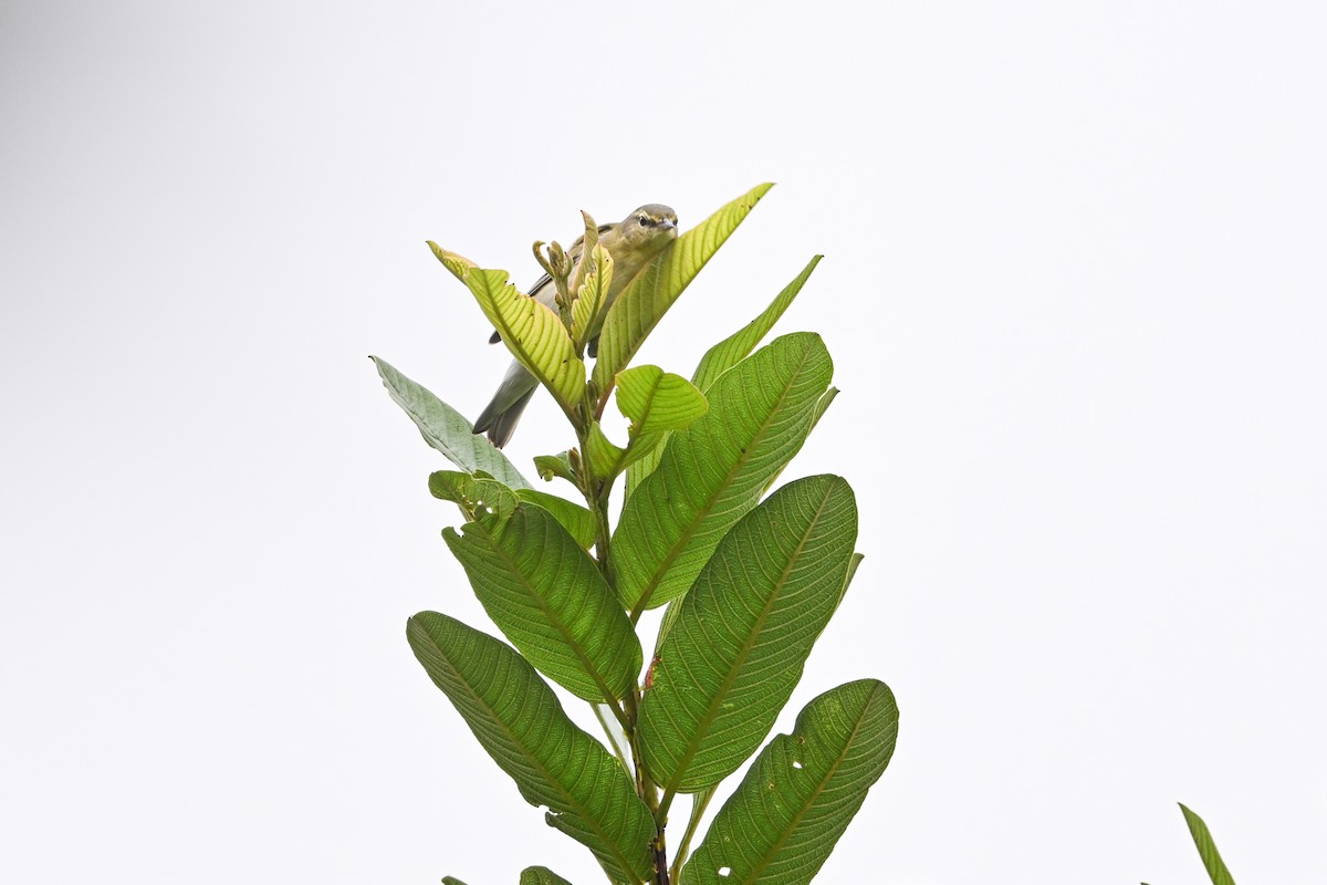 Tennessee Warbler - ML646193384