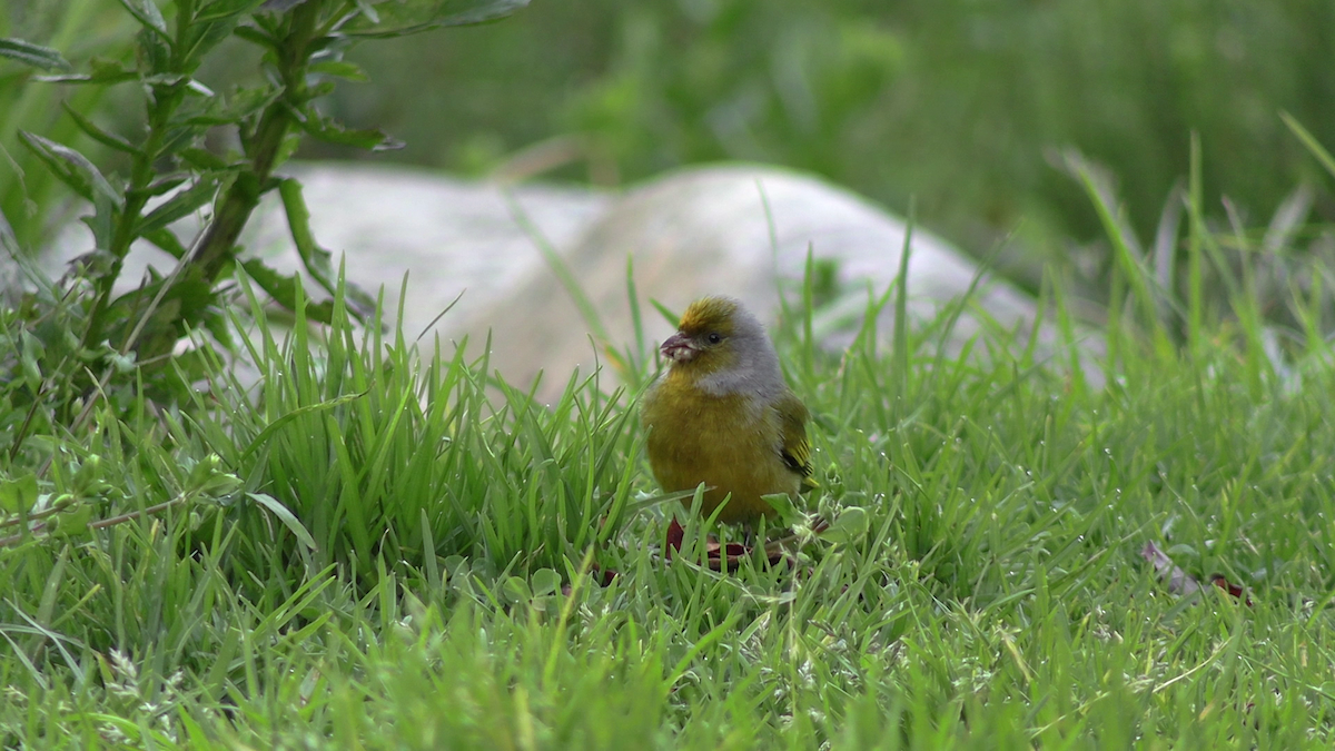 zvonohlík šedokrký - ML646193391