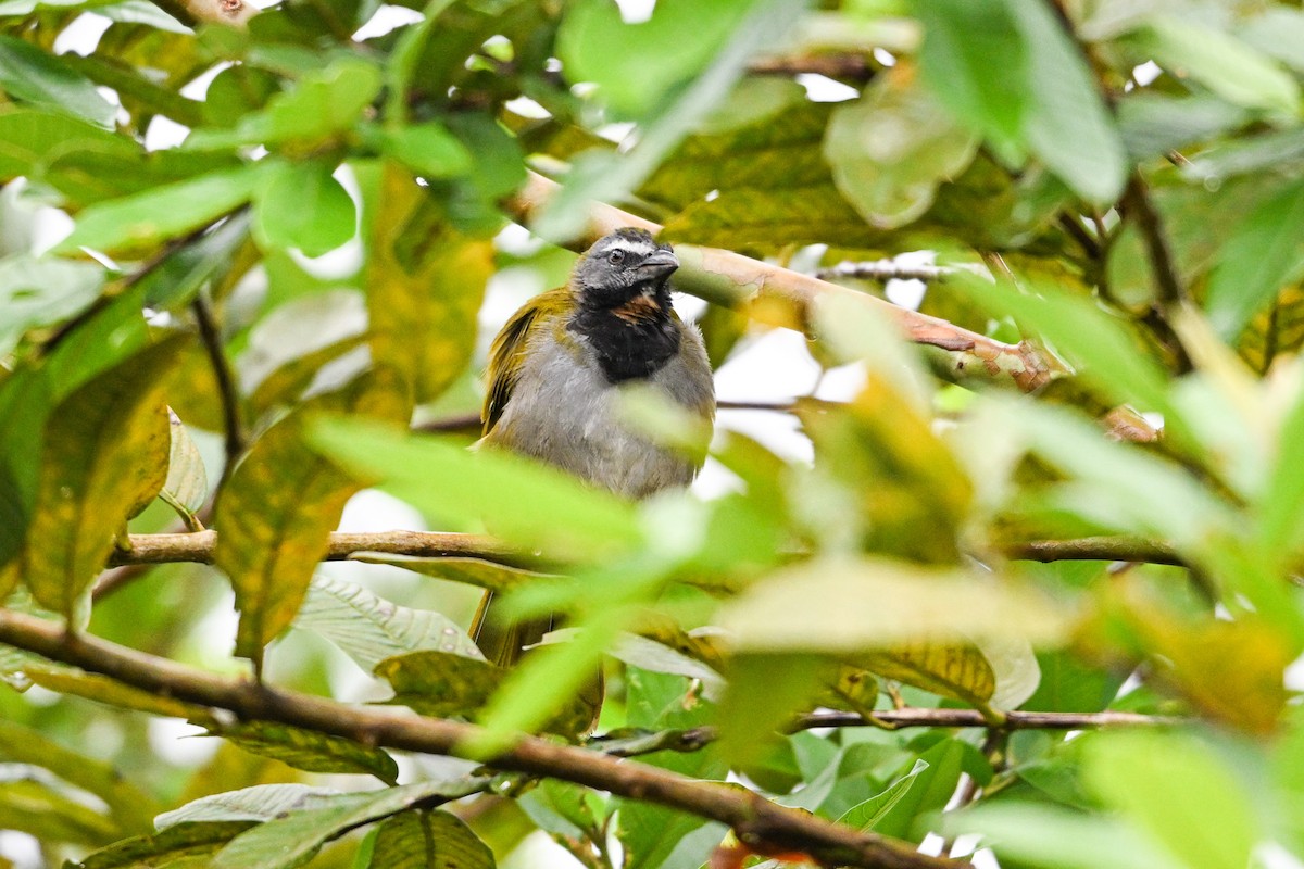 Buff-throated Saltator - ML646193395