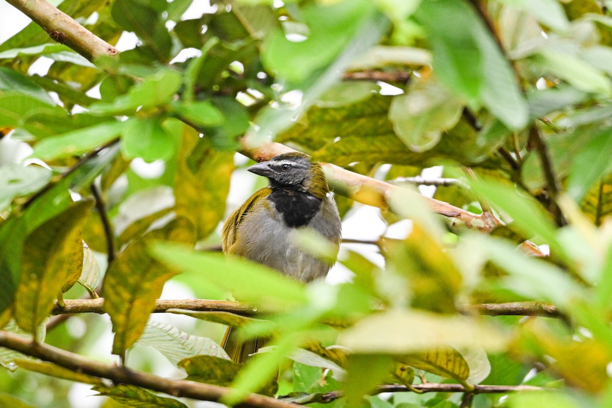 Buff-throated Saltator - ML646193396