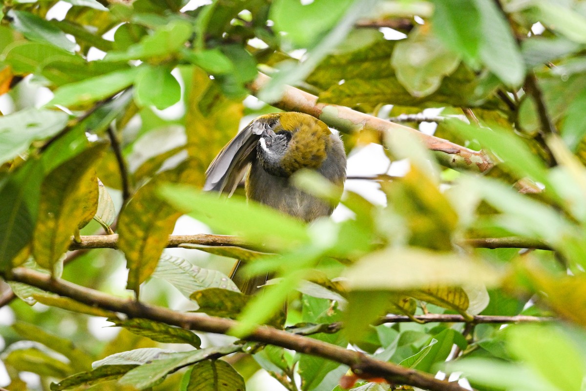 Buff-throated Saltator - ML646193397