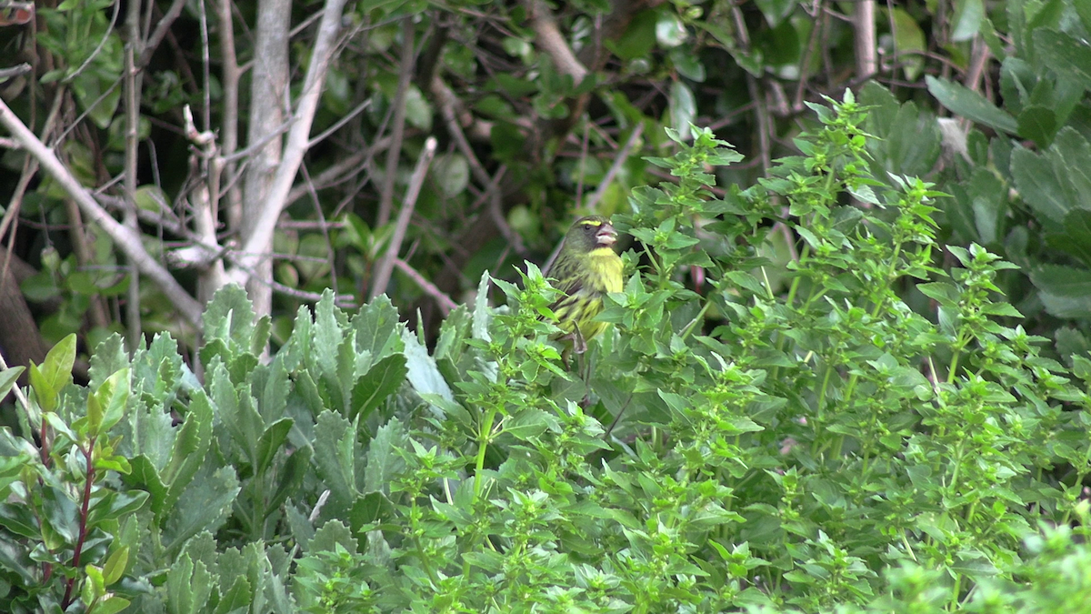 zvonohlík lesní - ML646193398