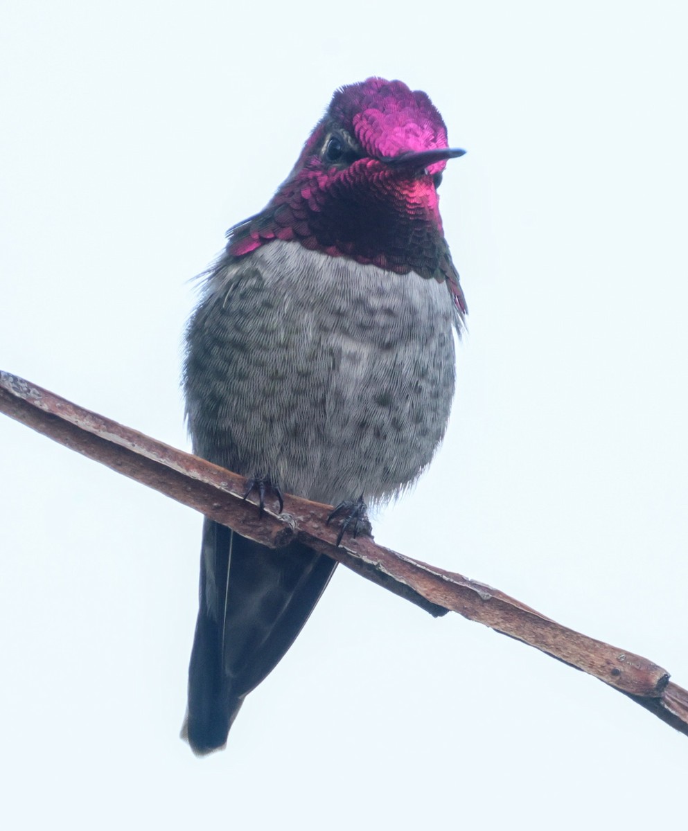 Anna's Hummingbird - ML646193404