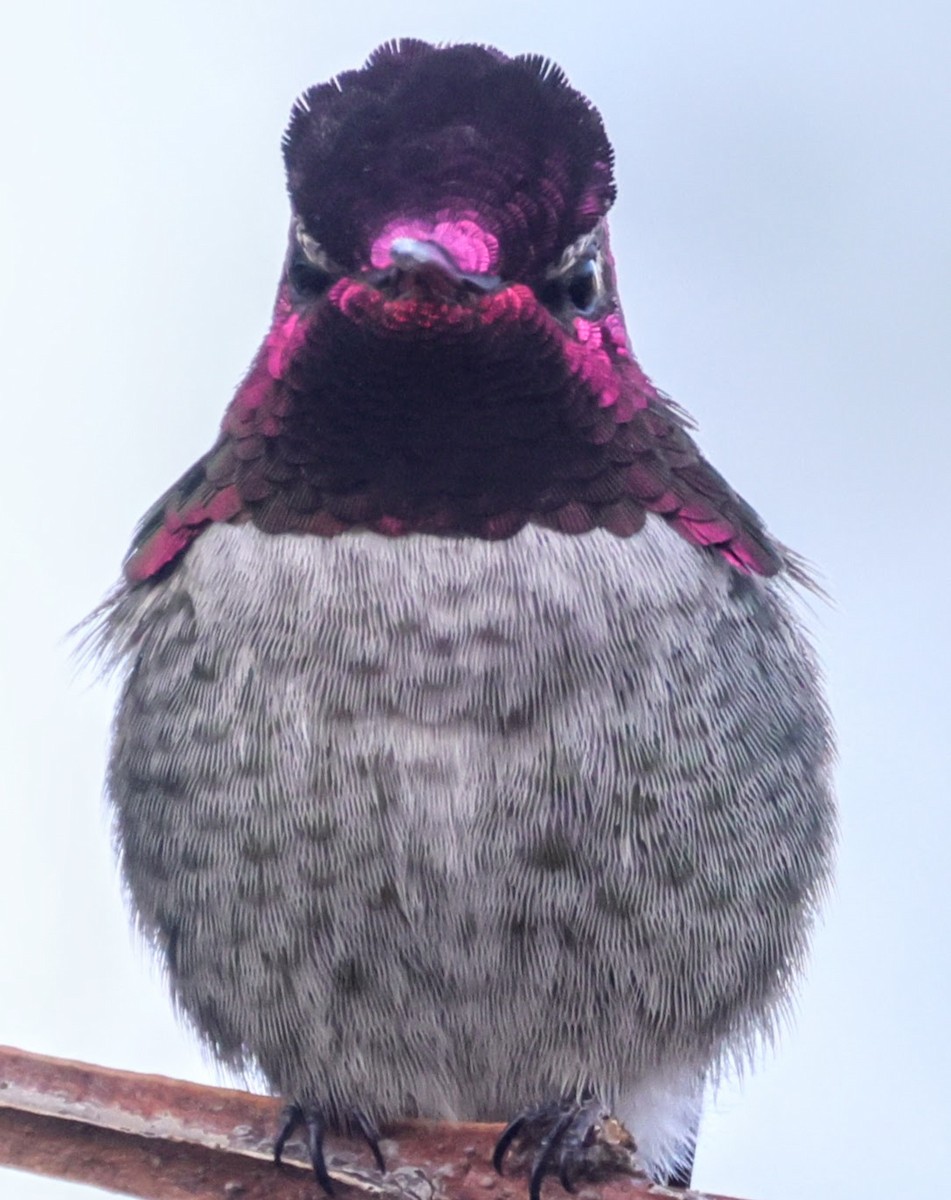 Anna's Hummingbird - ML646193405