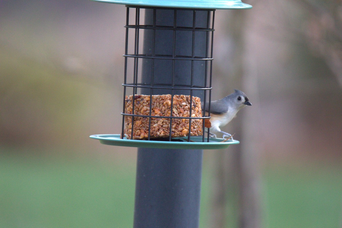 gråduskmeis - ML646193410