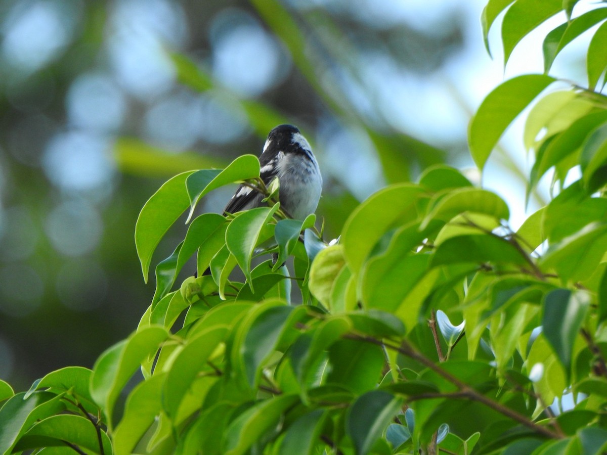 Wing-barred Seedeater - ML646193412