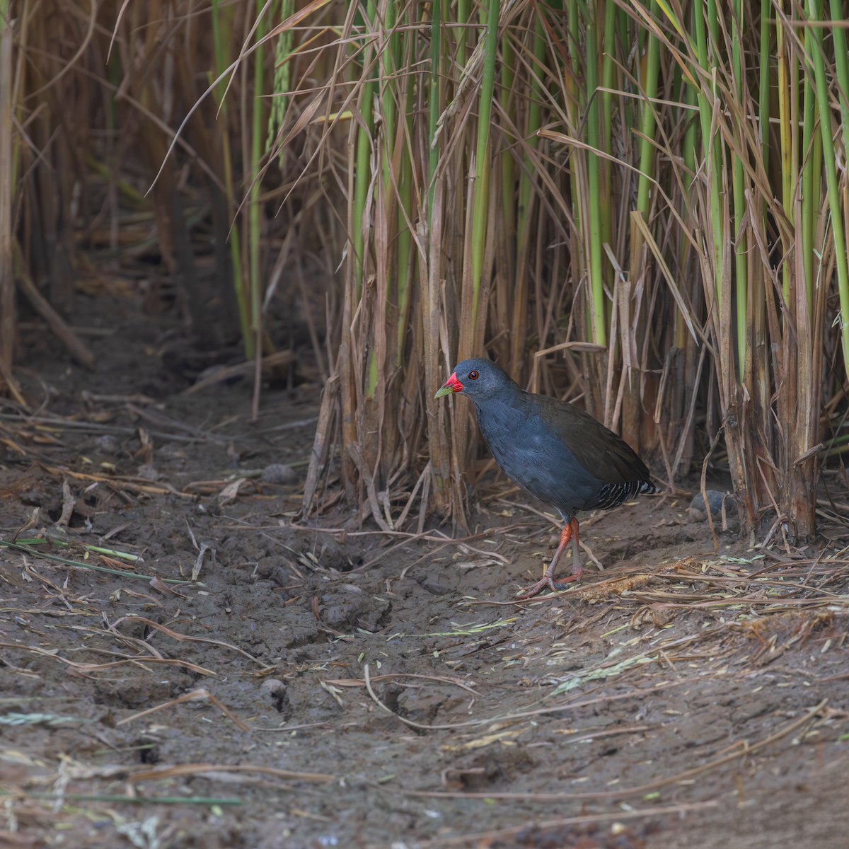 Paint-billed Crake - ML646193415