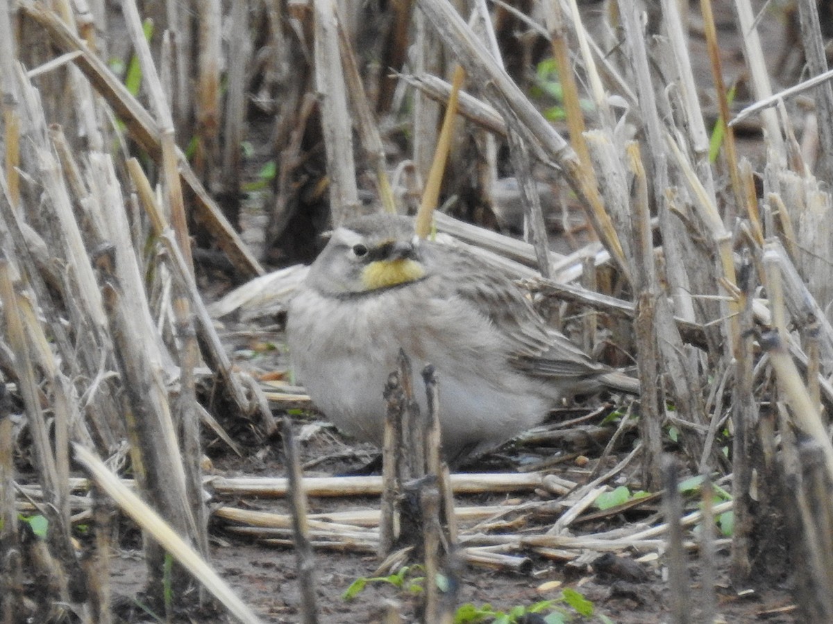 Эвэрт болжмор - ML646193417