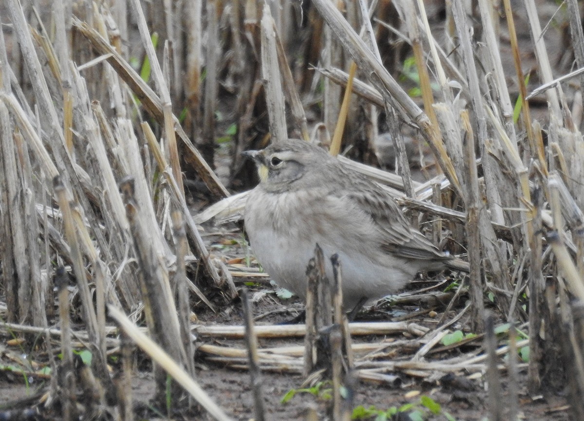 Эвэрт болжмор - ML646193418